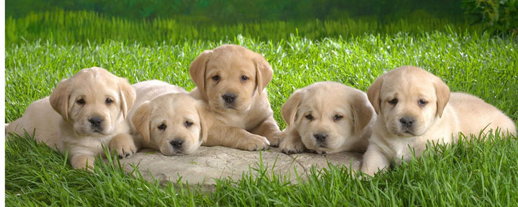 怎么挑选拉布拉多 挑选拉布拉多幼犬的秘诀