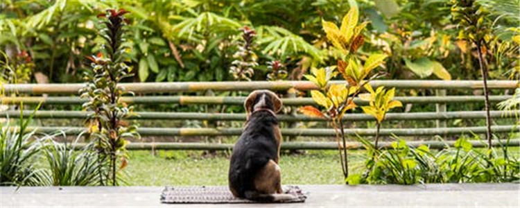 狗狗疼痛的表现是什么 如何及早发现狗狗的疼痛