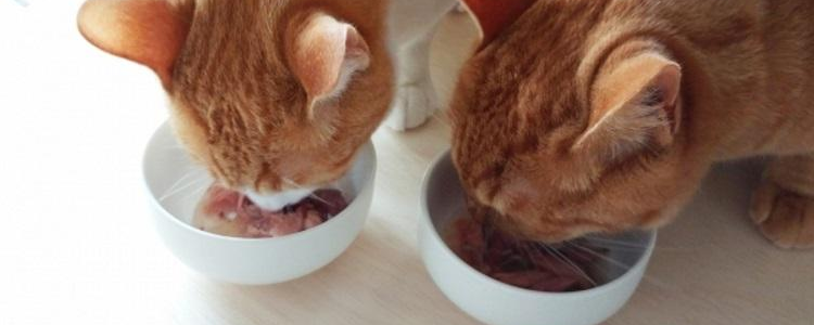 幼猫吃多少猫粮合适 幼猫喂食要控制时间