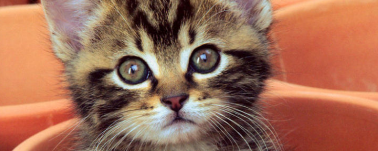 猫艾滋会传染人吗 猫艾滋病其实没那么可怕