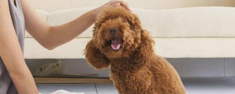 如何识别和缓解狗的压力 为您的狗狗健康务必了解