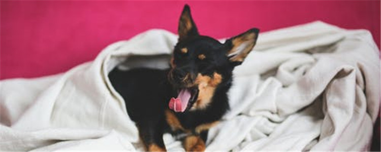 为什么狗狗喜欢扑人 如何改正狗狗这个习惯