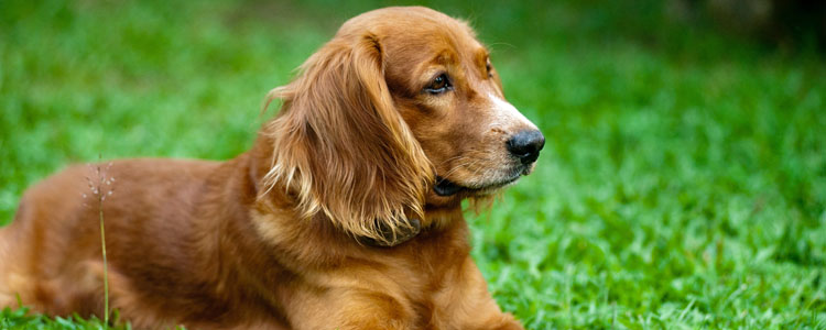 不能做警犬的狗狗公开 原来聪明的狗狗也不一定能做警犬