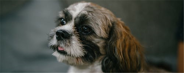 狗狗为什么会骑跨 狗狗的骑跨行为需要纠正吗