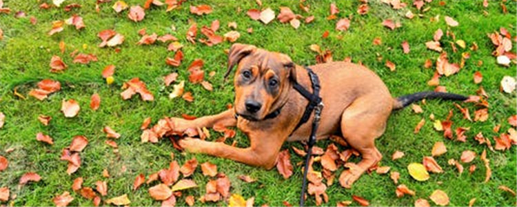 狗可以吃肝脏吗 给狗狗吃肝脏要注意什么