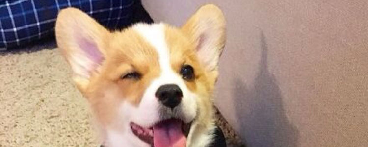 狗狗玩什么玩具最好 超新潮用品四款超酷狗狗新装备亮相