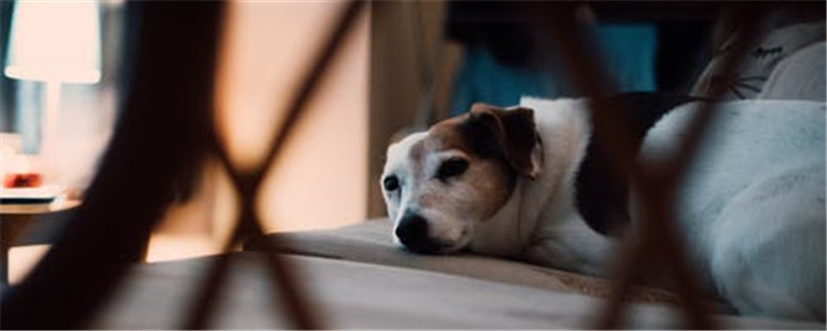 狗吃肝脏有好处吗 狗吃肝脏都有哪些好处