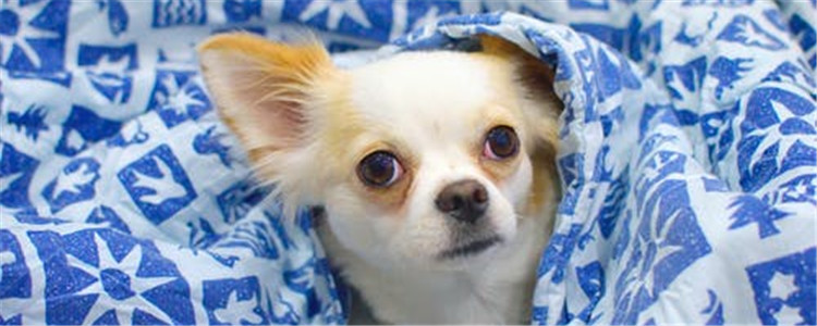 狗狗智商高的表现 你家的狗狗智商高吗