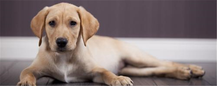 怎么看拉布拉多纯不纯 这四个部位一定不能忽略