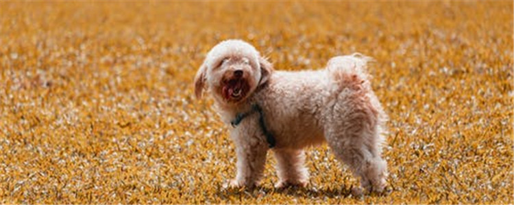 狗有寄生虫的症状是什么 定期给狗狗驱虫很重要