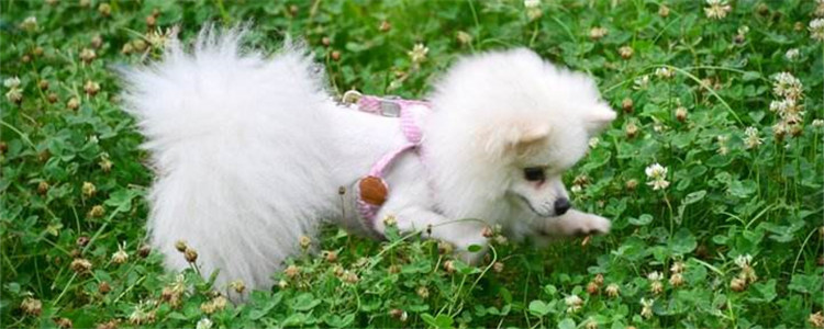 怎么鉴别博美纯不纯 纯种博美的五个特征你知道吗