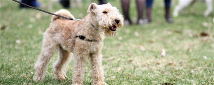 狗狗抱主人的腿是为什么 狗狗是想传达什么意思吗