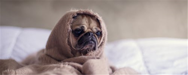 狗狗淋雨后生病的症状 狗狗淋雨一定要及时吹干