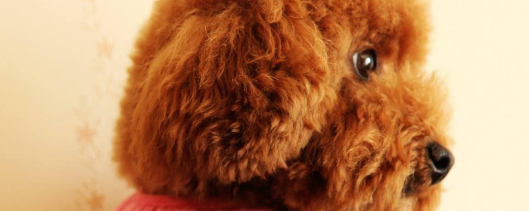 泰迪狗多大发情期多久能过劲 这些你一定要知道