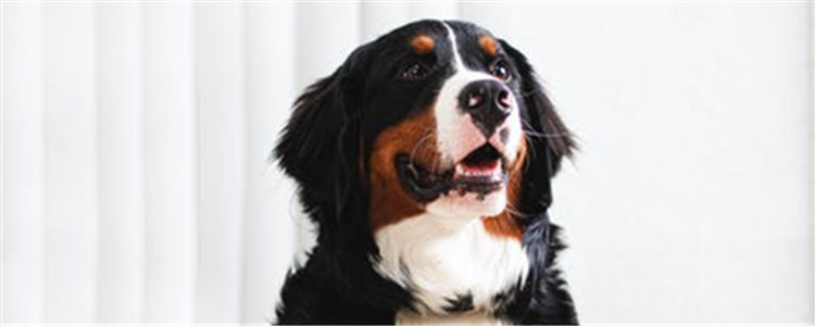 怎么给狗狗检查牙齿 牙齿不好会带来什么危害