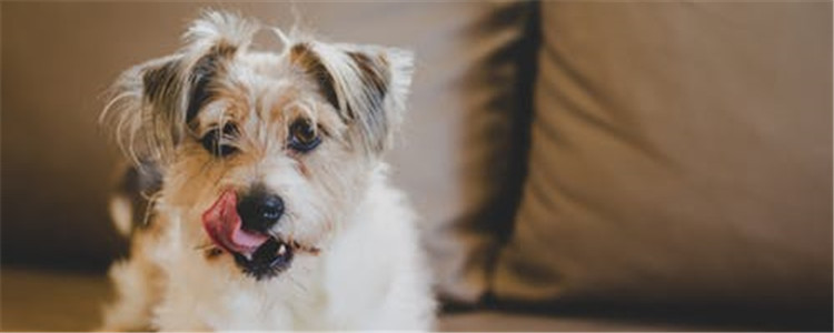 狗狗护牙要注意什么 狗狗护牙注意事项你知道吗