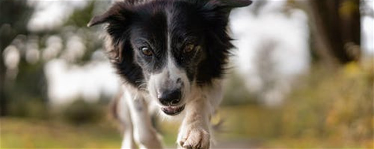 狗狗牙齿的构造和功能是什么 狗狗磨牙期要注意什么