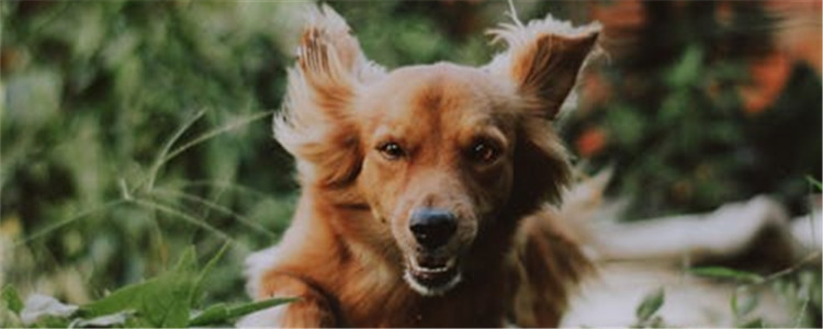 狗狗牙结石怎么来的 牙结石对狗狗有什么危害