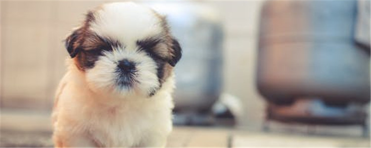 雨天遛狗要注意什么 雨天出门要准备什么物品