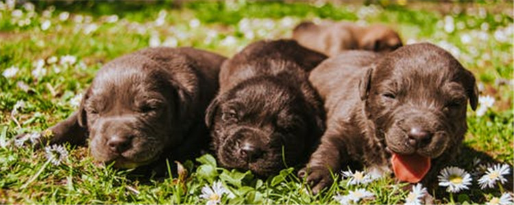 狗狗能吃生鸡蛋吗 狗狗为什么不能吃蛋白