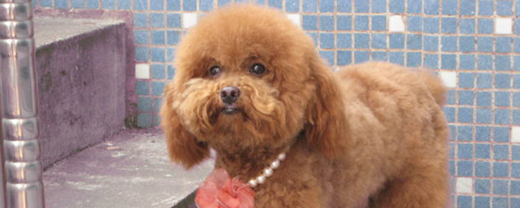 狗狗的肢体语言 主人一定要了解