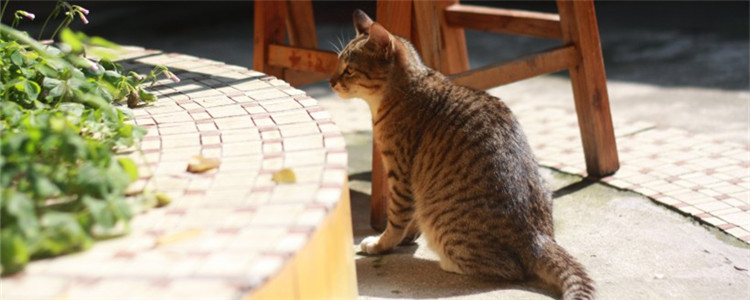 软便是什么意思 引起猫咪软便的原因有哪些