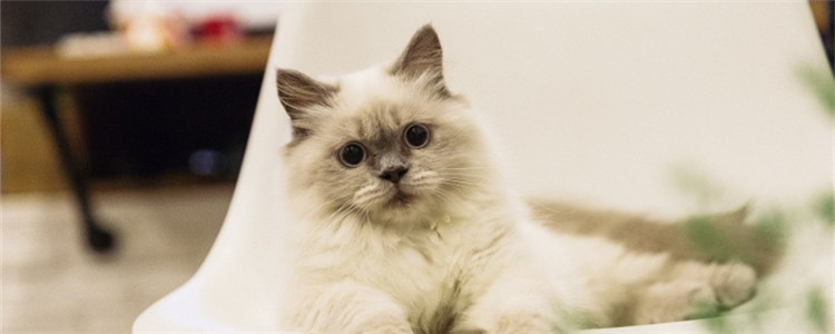 猫咪软便怎么办