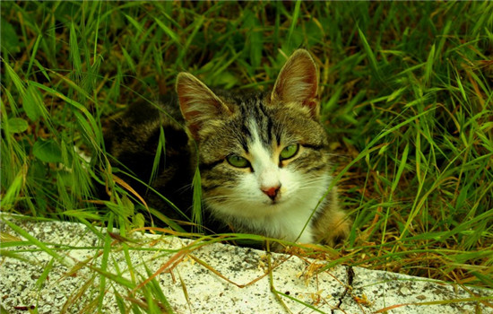 猫咪软便怎么办 猫咪软便最好给猫咪禁食