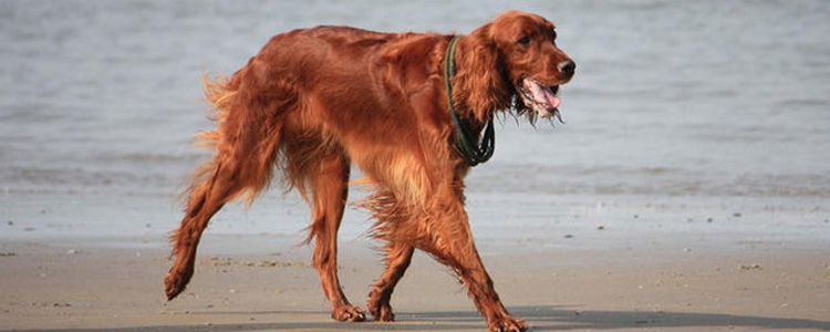 狗狗的叫声是什么意思 看这一篇给你详解