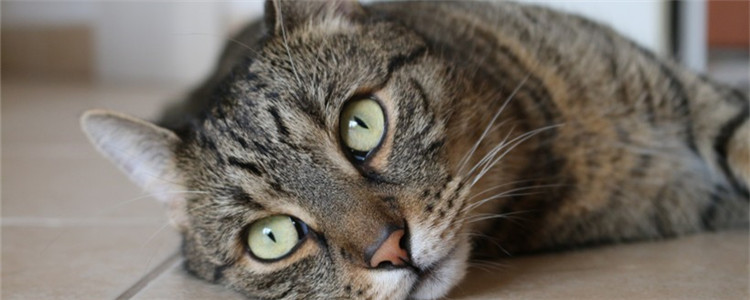 猫咪软便怎么选猫粮 不可以盲目给猫咪换猫粮