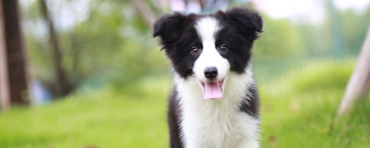 边牧的美容方法 夏天怎样给边牧剪毛