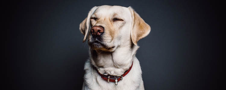 狗狗抑郁症怎么治疗 宠物狗患抑郁症可吃药治疗