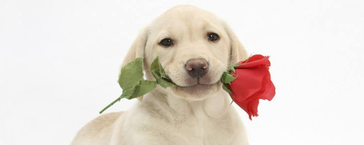 拉布拉多是猎犬吗 拉布拉多有宠物犬和猎犬之分吗