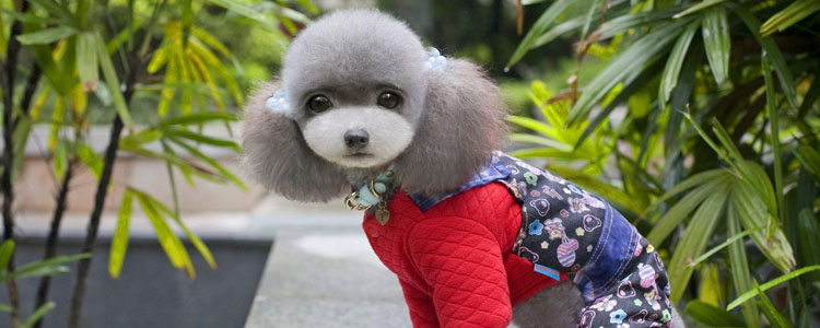狗狗穿衣服好吗 狗狗穿衣的利弊