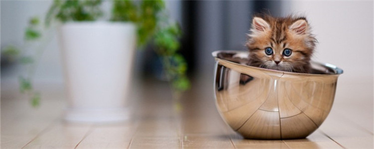喂养小猫要注意什么 千万不要给小猫频繁喂食