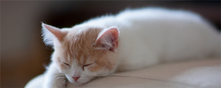 猫为什么会掉毛 猫咪掉毛的四种原因你知道吗