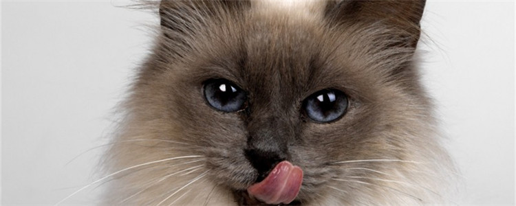 猫不能吃什么水果 不清楚千万不要随便喂食