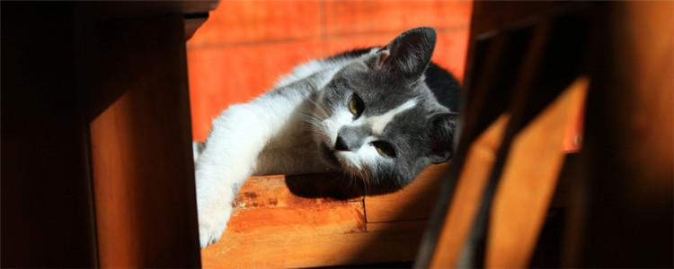 猫咪为什么乱尿 猫咪乱尿的原因是什么