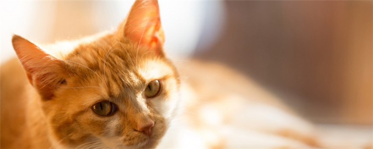 猫藓是什么 猫藓要如何治疗