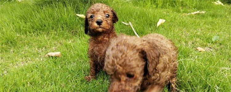 什么时候给泰迪绝育比较好 绝育有什么好处