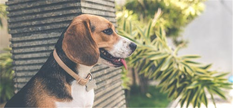 狗狗需要什么营养 养狗这些营养千万不能少