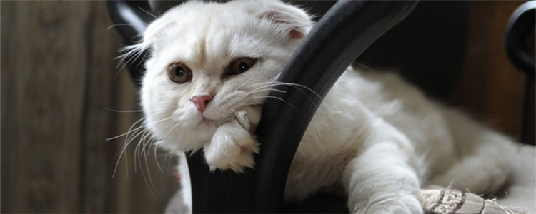 猫咪驱虫的不良反应 这三种反应你都了解吗