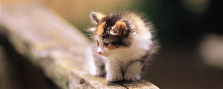 猫不能吃食物有哪些 搞不清楚最好不要乱喂