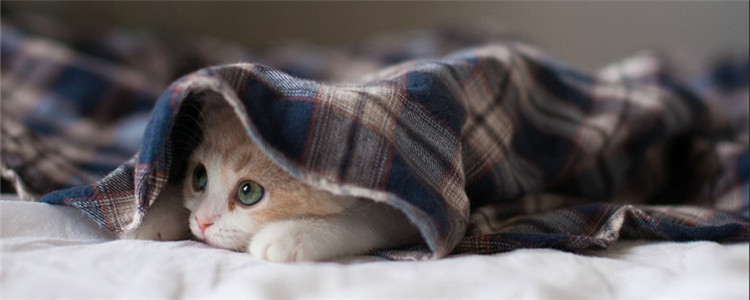 猫咪容易过敏的食物 猫咪食物要小心选择