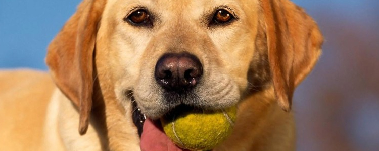 狗狗卫生裤的做法 教你轻松制作狗狗卫生裤