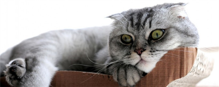 猫咪要挤肛门腺吗 猫咪的肛门腺在哪里