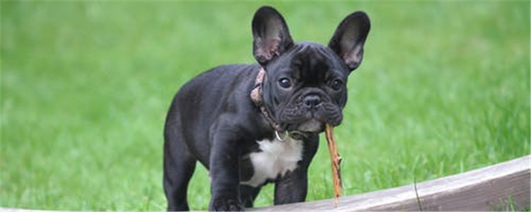 狗狗为什么随地大小便 狗狗怎么才能不随地排便