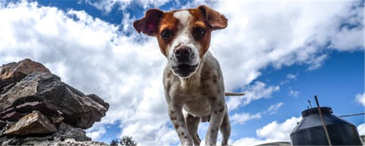 狗毛静电怎么办 如何改善狗毛有静电的状况