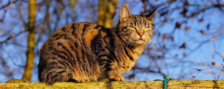 什么是猫薄荷 猫咪为什么会喜欢猫薄荷