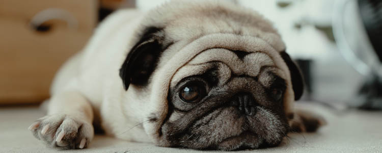 狗狗半夜不睡觉来回走 狗狗晚上不睡觉是什么原因